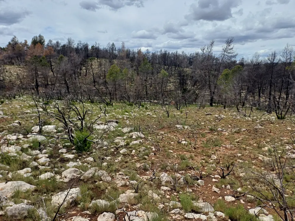 Wildfire in Alto Mijares
