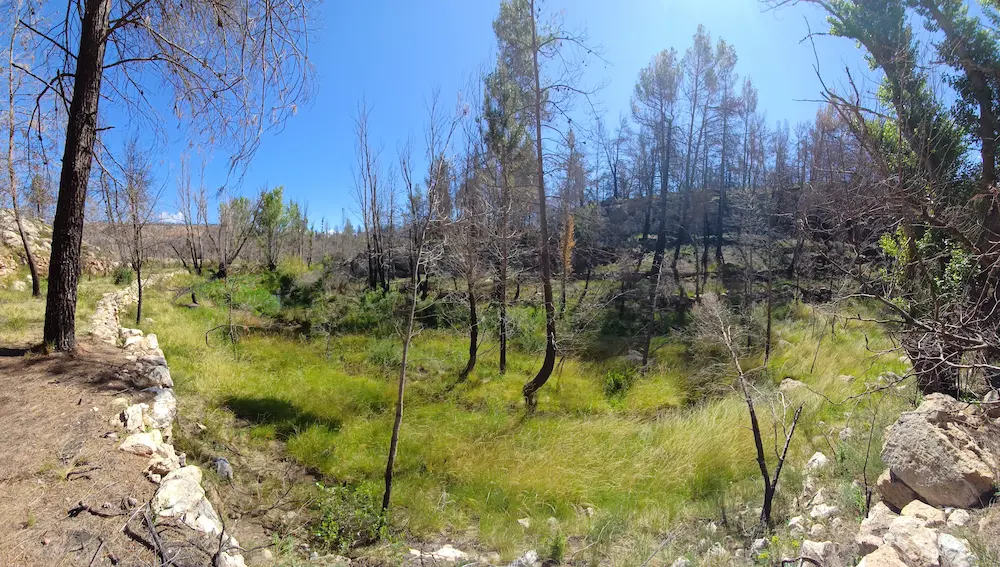 Alto Mijares Forest