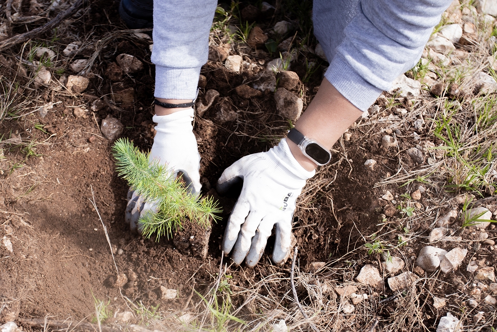 Hand planting a tree