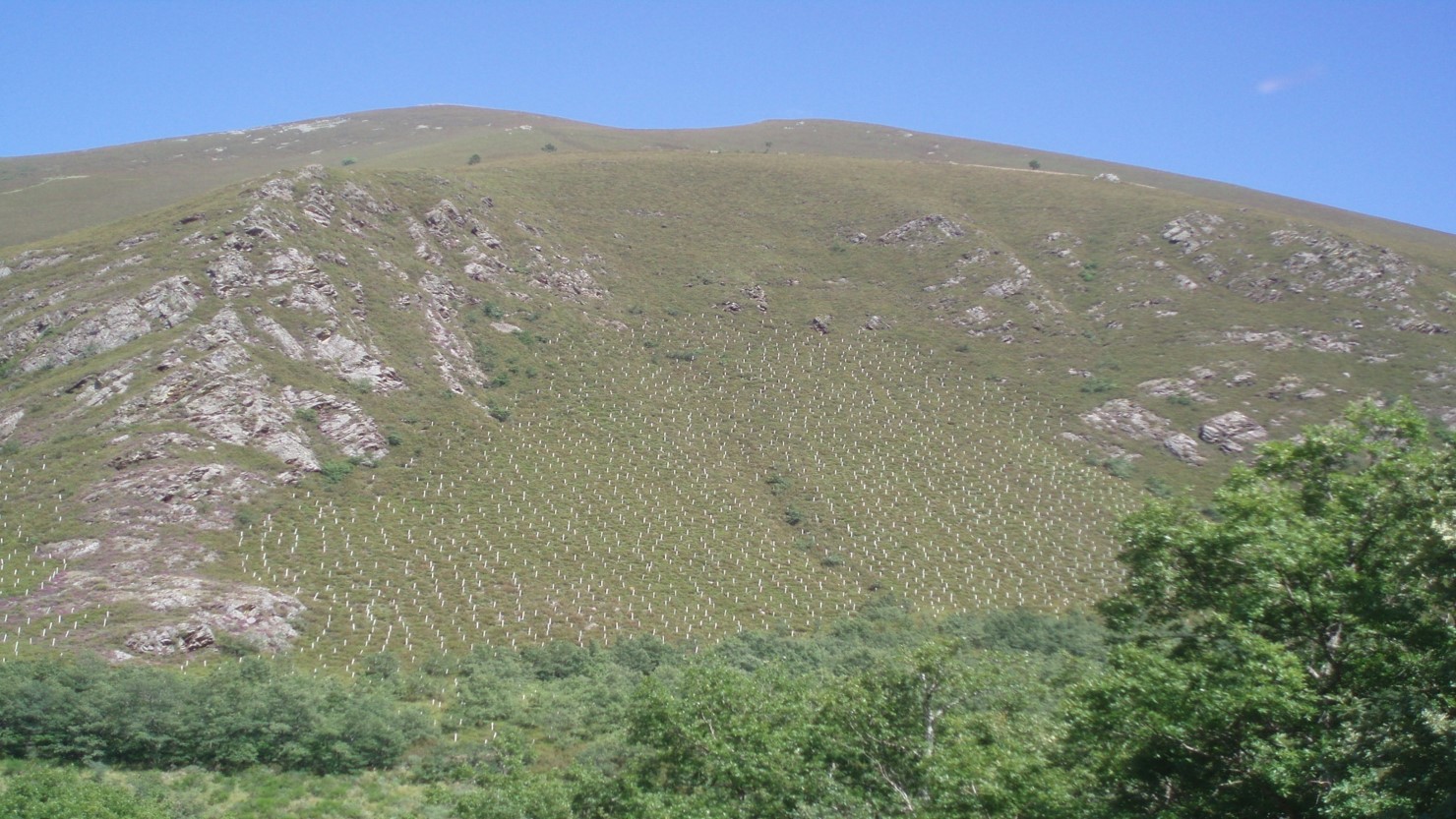 Thousands of Trees Planted By Desert Leaves
