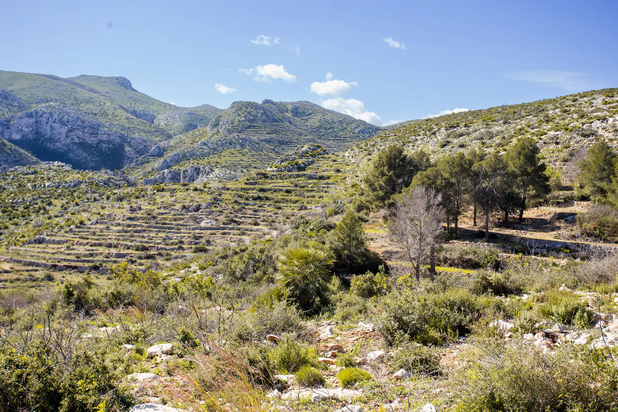 Thousands of Trees Planted By Desert Leaves