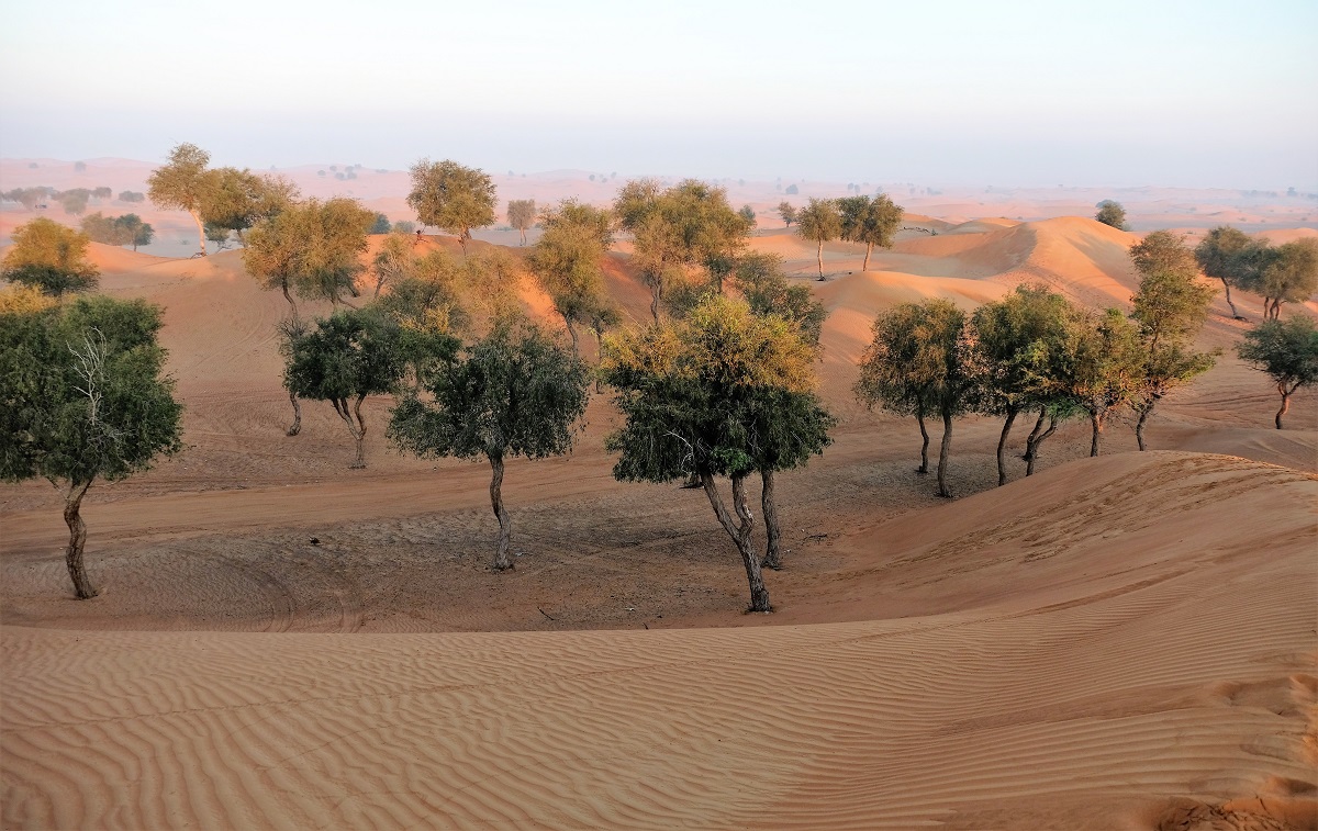 Great Green Wall Challenge