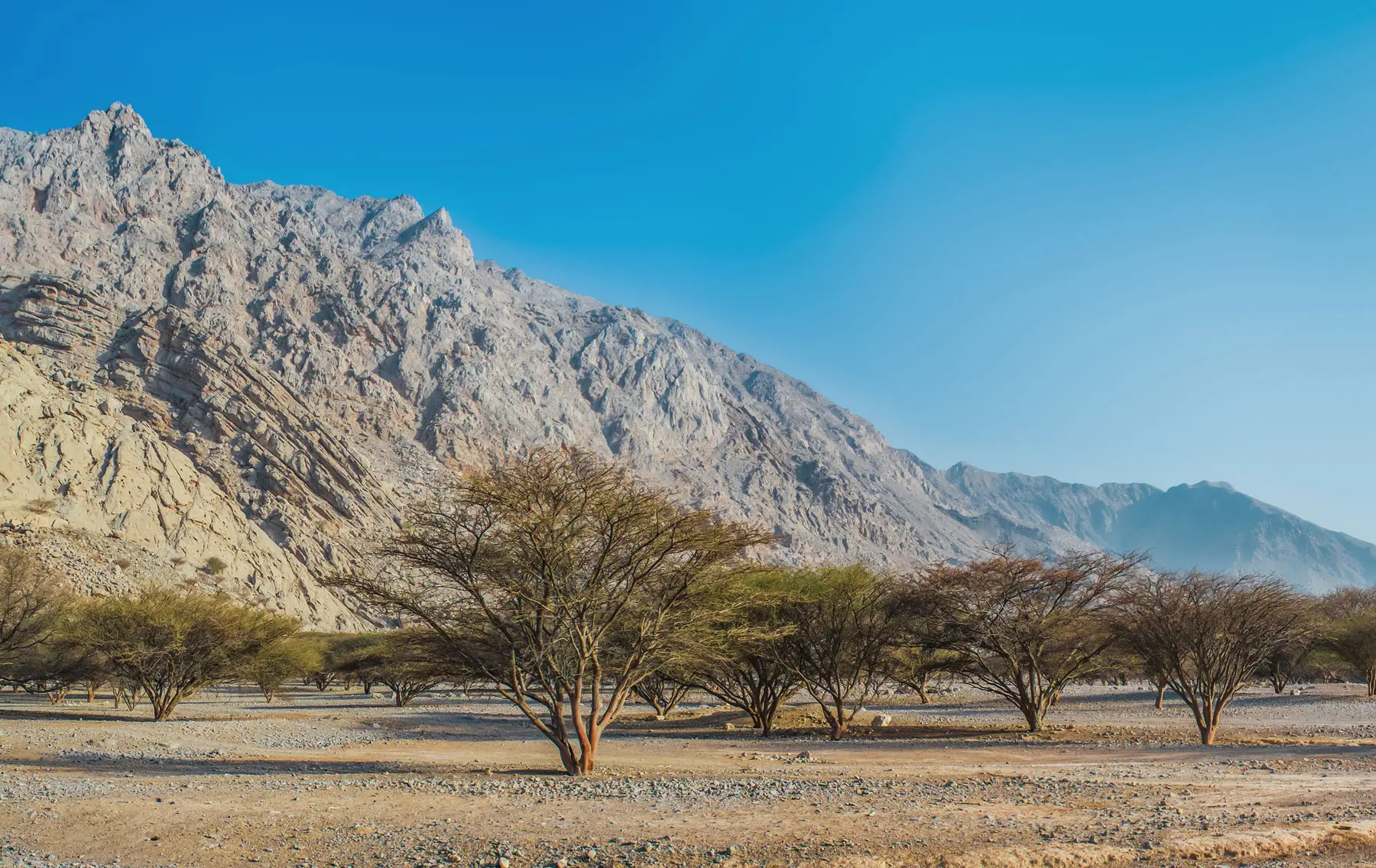 Desert Leaves reforestation project